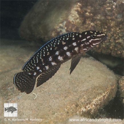 Julidochromis cf. marlieri 'Kitango Rocks'